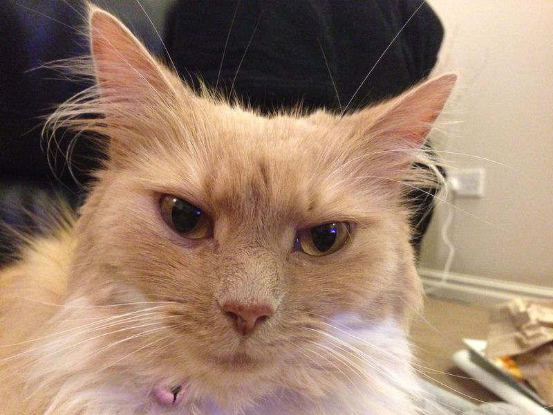 Please can I see pics of your cats?