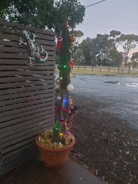 The ultimate SHOW US YOUR TREE megathread!