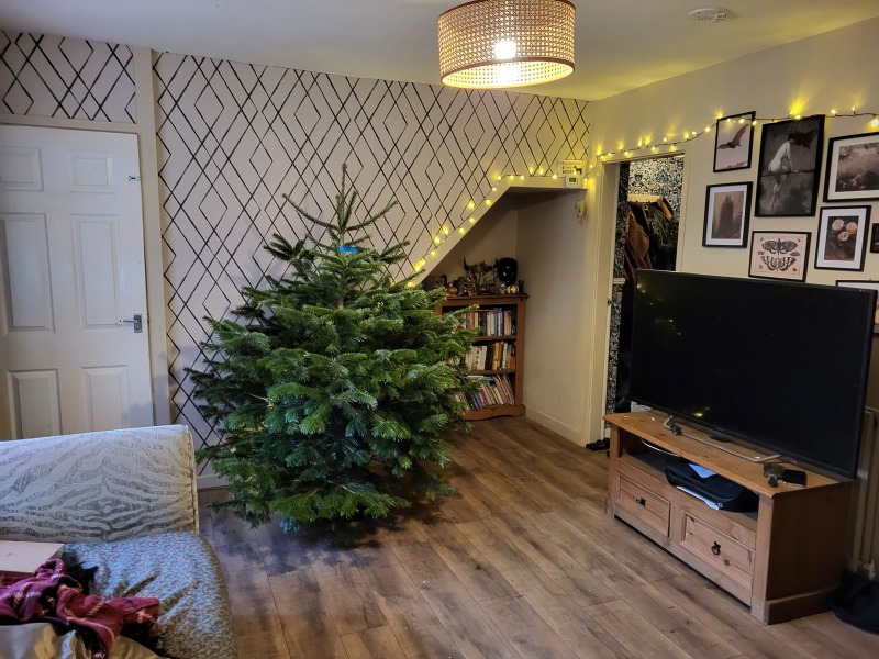 Where to buy a real Christmas tree?