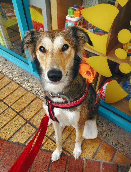 Puppy Survival Thread - for old and new pups