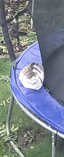 Abandoned cat.....