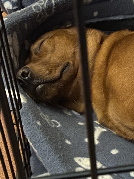 Puppy Survival Thread - for old and new pups