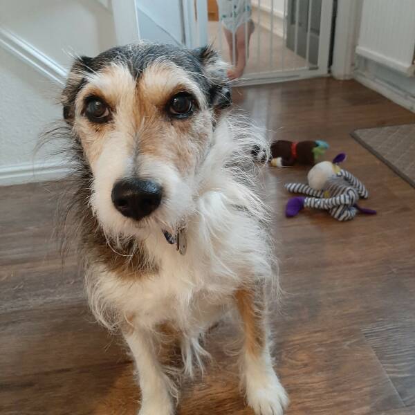 Does anyone else have a mongrel?