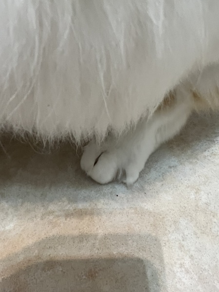 Cat limping