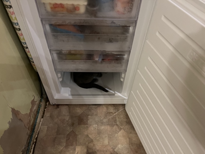 The Very Eventful Lives of the Excellent Cats