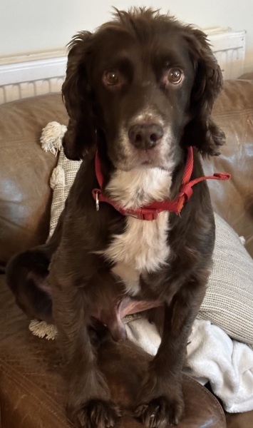 To ask you to come and celebrate your dog with me