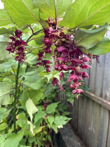 What plant is this please?