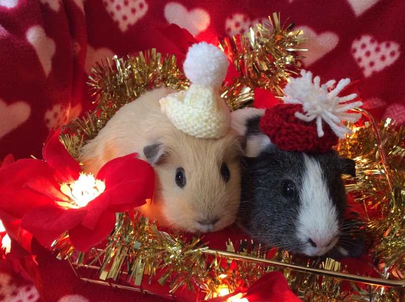 Neighbours guinea pig outside in 4 degrees celsius
