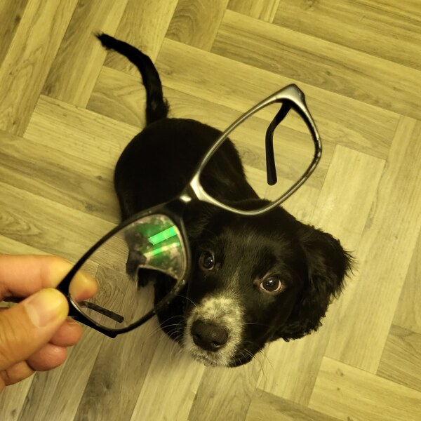 Puppy Survival Thread - for old and new pups