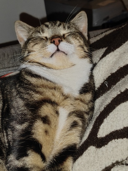 Please can I see pics of your cats?