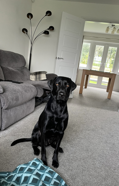 To ask you to come and celebrate your dog with me