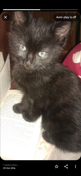 What should I name my black kitten??
