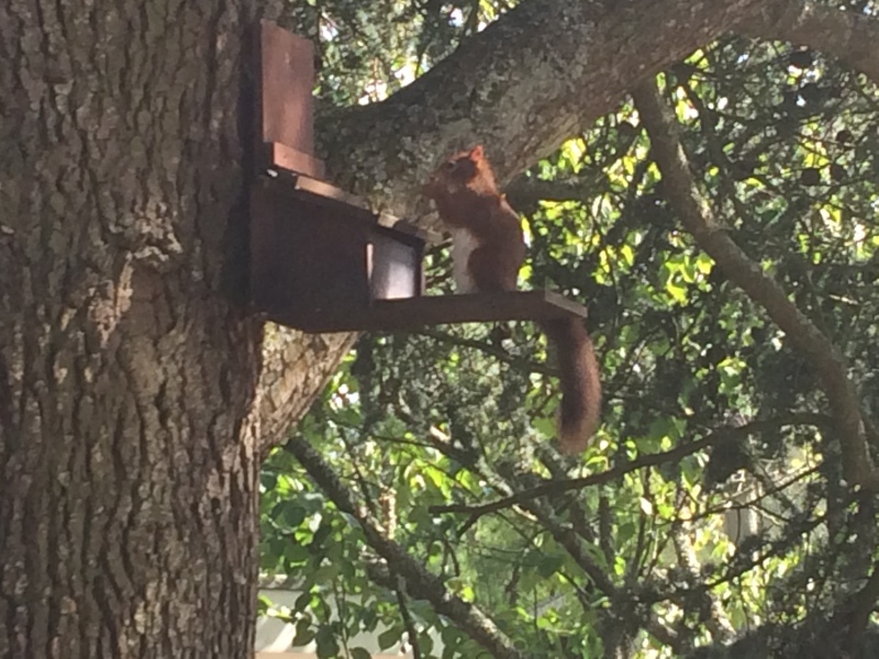 Have you ever seen a red squirrel?