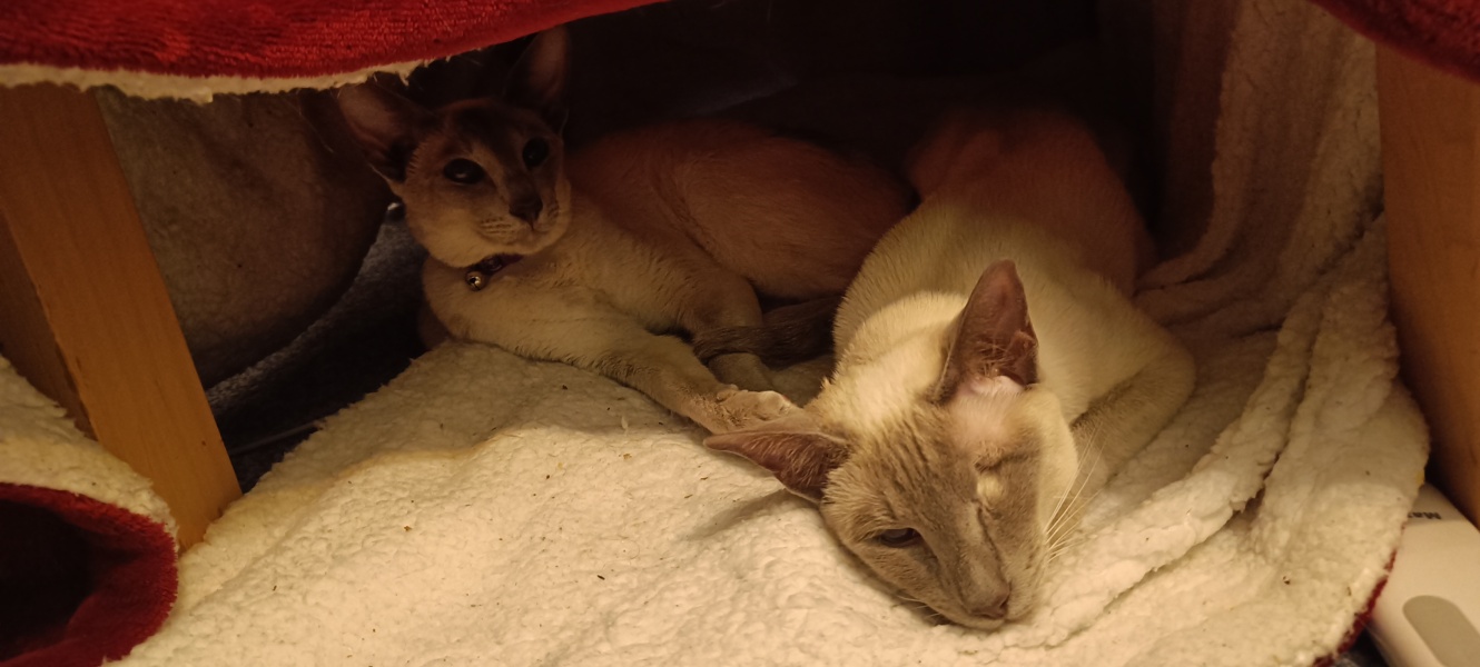 The Very Eventful Lives of the Excellent Cats