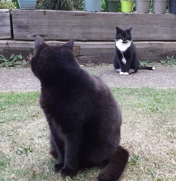 The Very Eventful Lives of the Excellent Cats