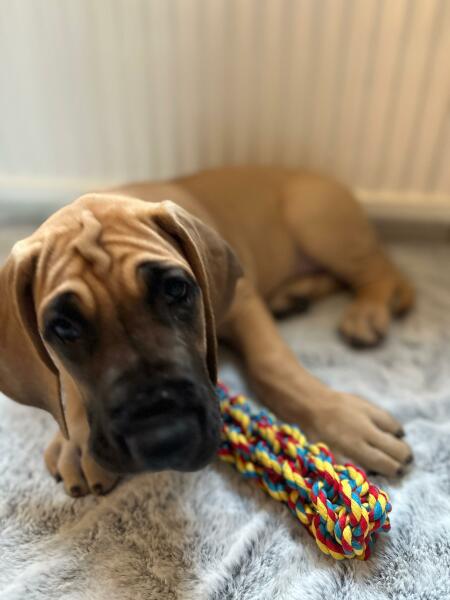 Puppy Survival Thread - for old and new pups heading into winter