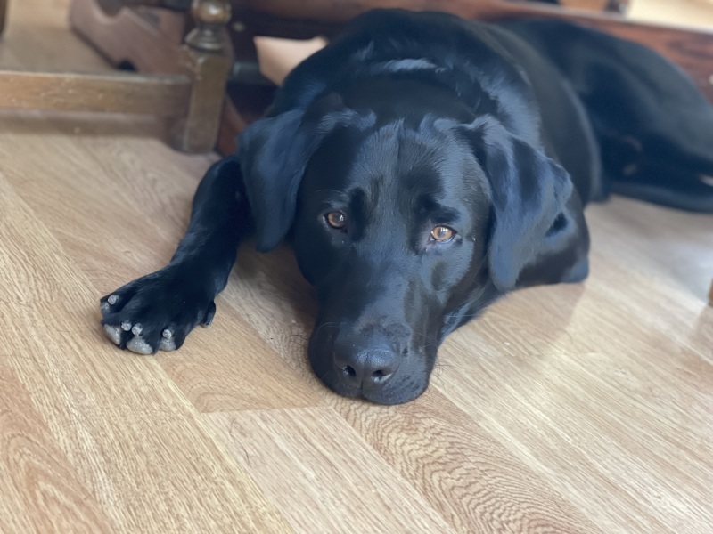 Puppy Survival Thread - for old and new pups heading into winter