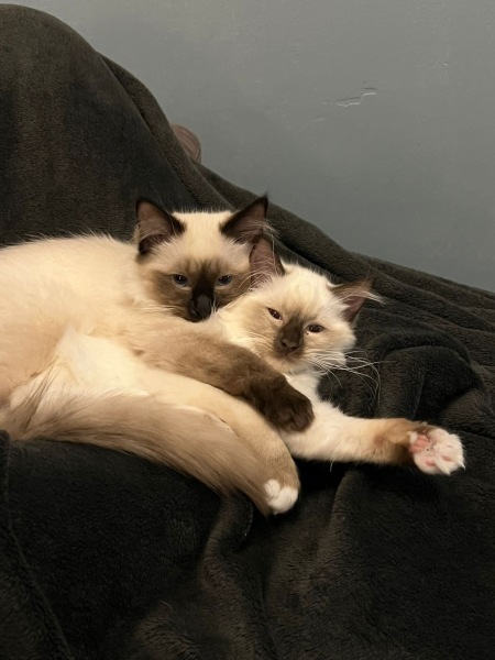 Teething Kittens