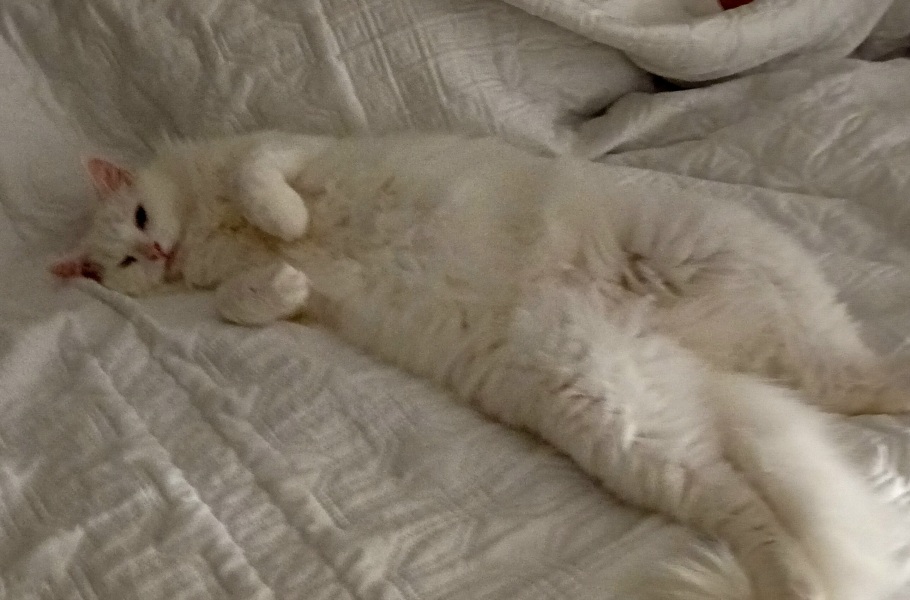 Poll - Your favourite bit of your cat(s)!