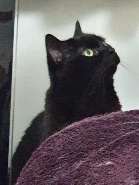 Please can I see pics of your cats?