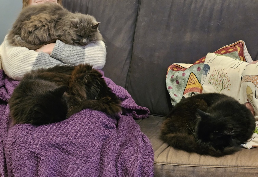 The Very Eventful Lives of the Excellent Cats