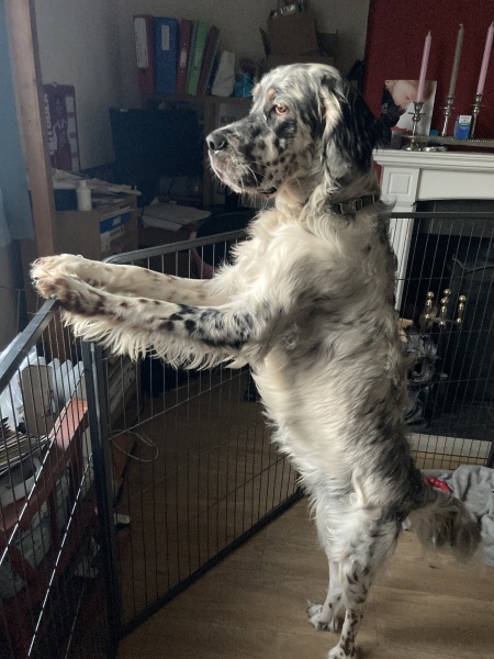 Teen dog thread