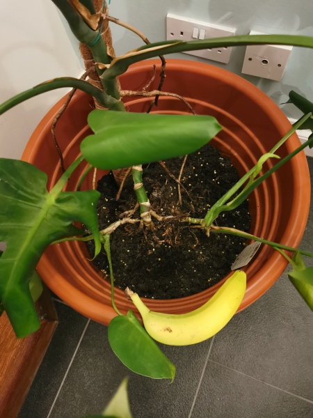 Should I re-pot my Monstera Deliciosa?