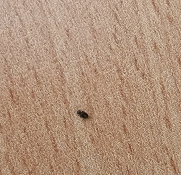 What are these little buggers?