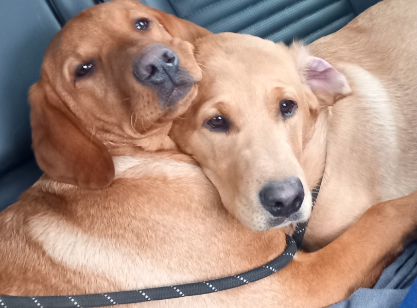 Puppy Survival Thread - for old and new pups heading into winter