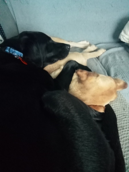 To ask you to come and celebrate your dog with me