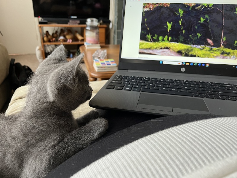 The Very Eventful Lives of the Excellent Cats