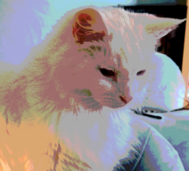 The Very Eventful Lives of the Excellent Cats