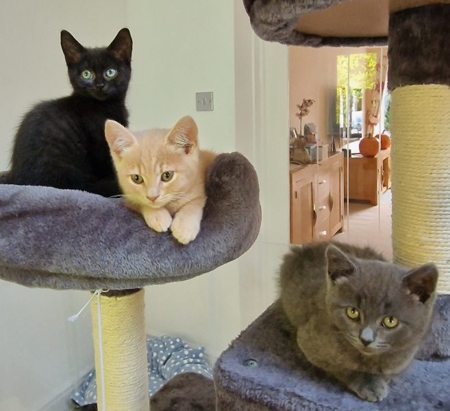 Does anyone prefer adult cats over kittens?