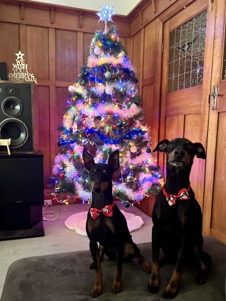 The ultimate SHOW US YOUR TREE megathread!