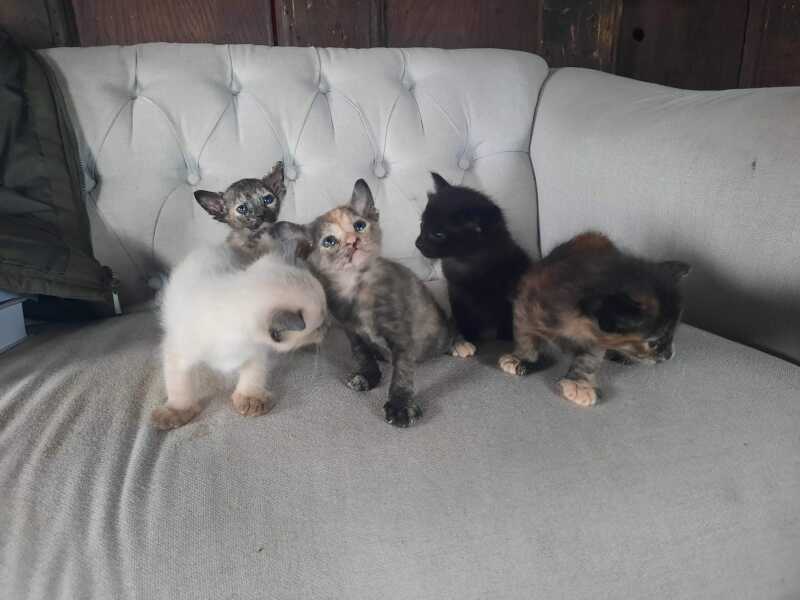 The Very Eventful Lives of the Excellent Cats