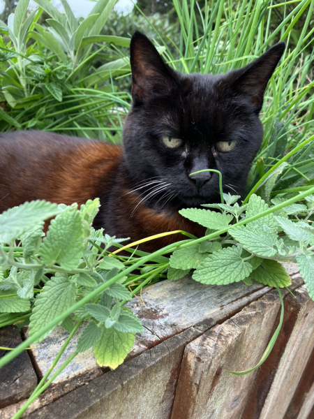 Why don’t my cats like the cat nip I bought them?