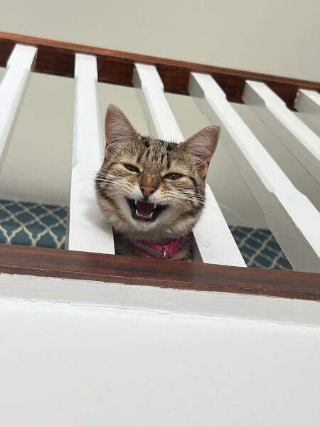 Please can I see pics of your cats?