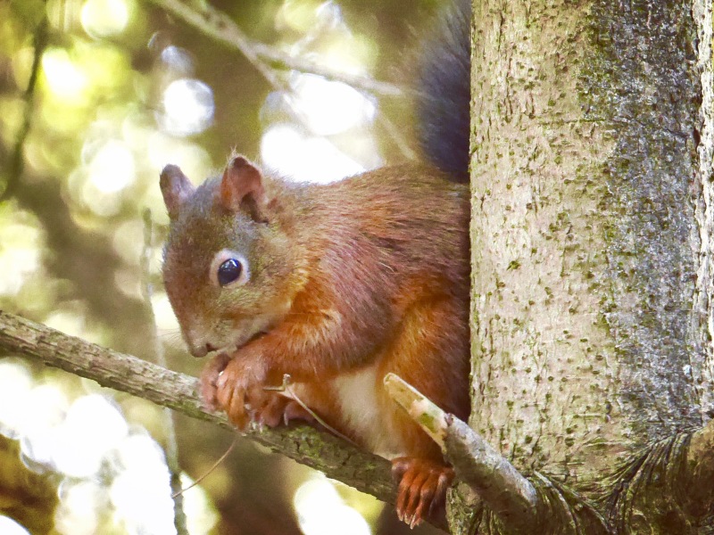 Have you ever seen a red squirrel?