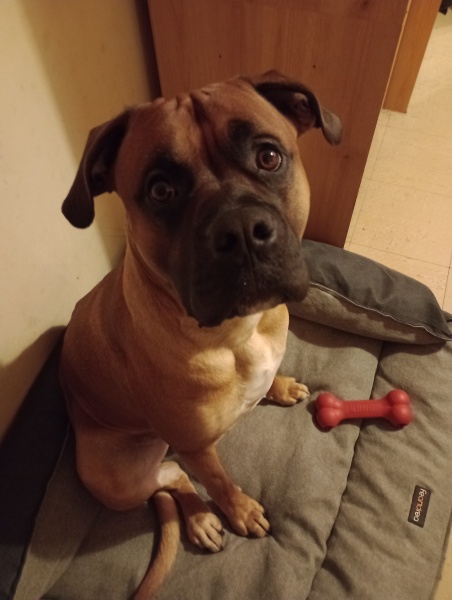 Puppy Survival Thread - for old and new pups heading into winter