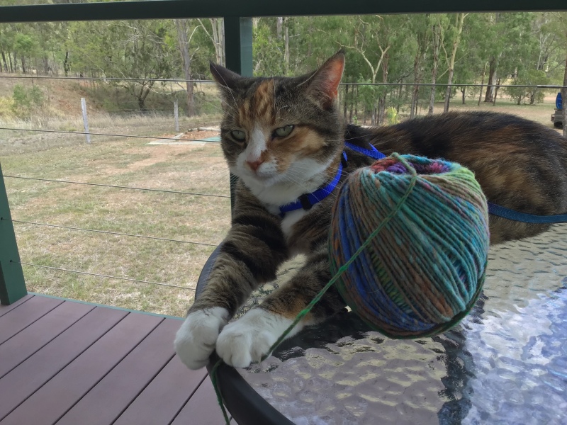 The Very Eventful Lives of the Excellent Cats