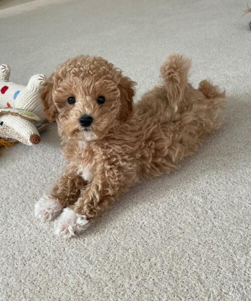 Puppy Survival Thread - for old and new pups