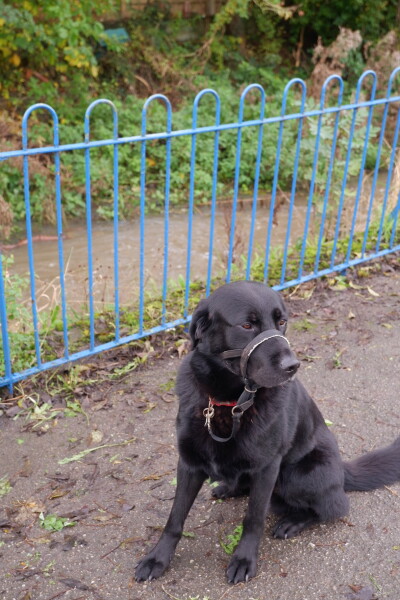 To ask you to come and celebrate your dog with me
