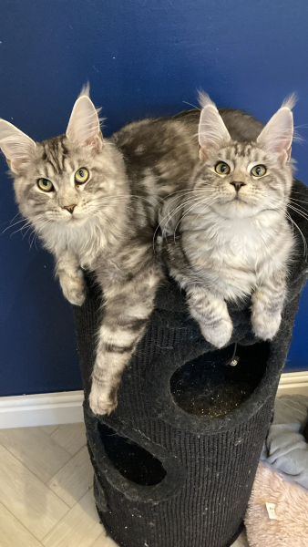 Should I get a cat? (Maine Coon)