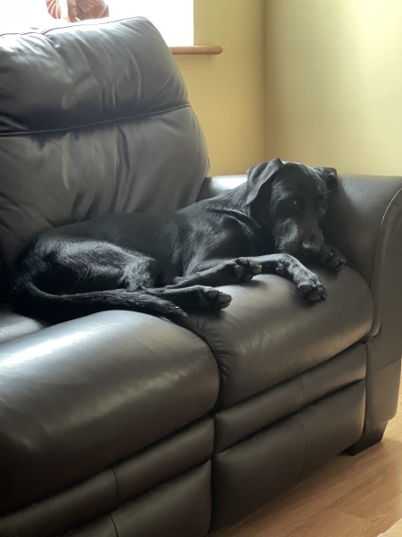 Puppy Survival Thread - for old and new pups