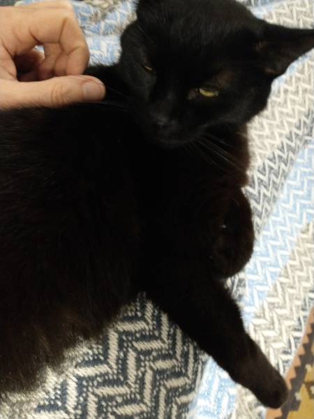 The Very Eventful Lives of the Excellent Cats