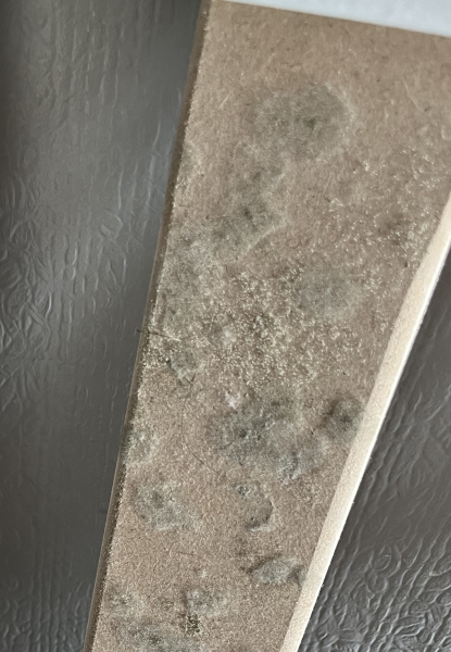 Mould on cot slats