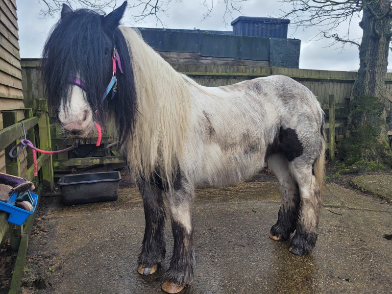 Muddy pony competition...