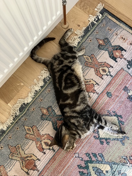 The Very Eventful Lives of the Excellent Cats