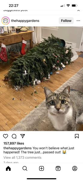 The Very Eventful Lives of the Excellent Cats