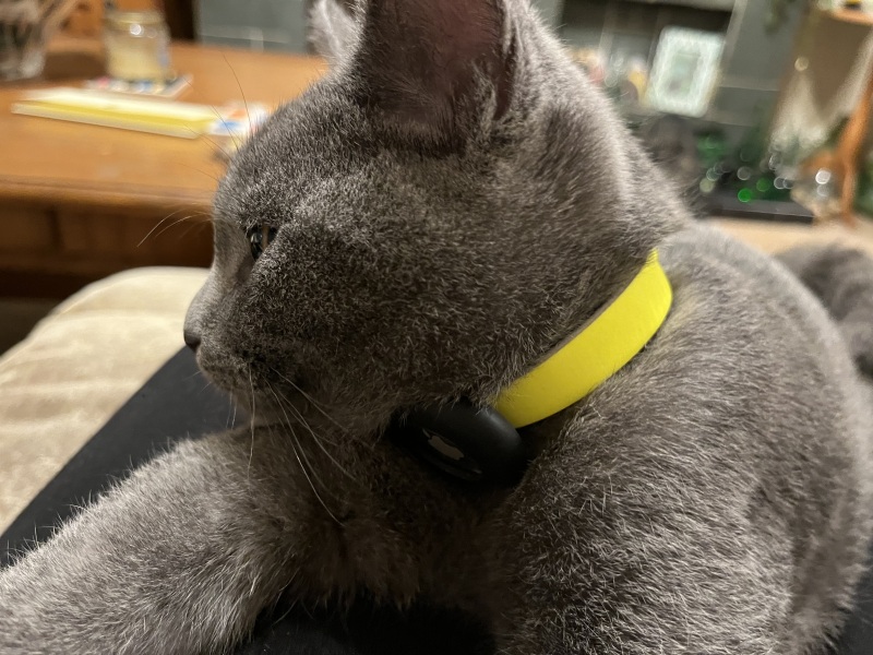 The Very Eventful Lives of the Excellent Cats